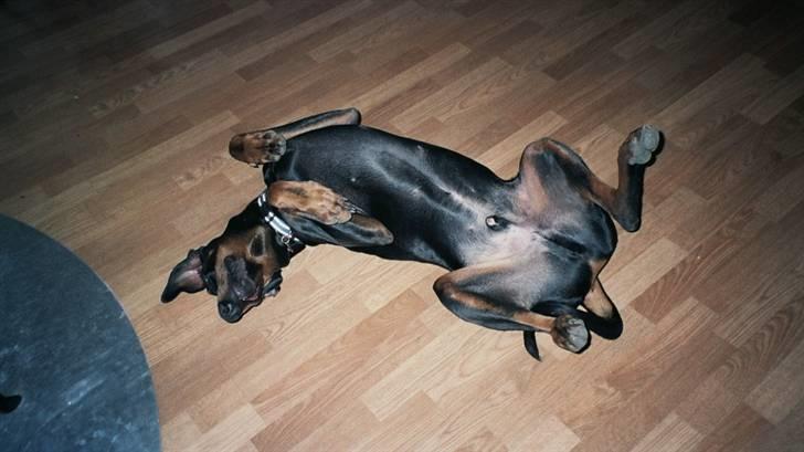 Dobermann Rocky - Tager lige en slapper foran brændeovnen billede 15