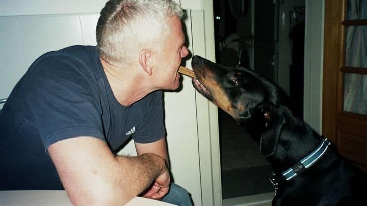 Dobermann Rocky - Ska´ vi dele ?? billede 16
