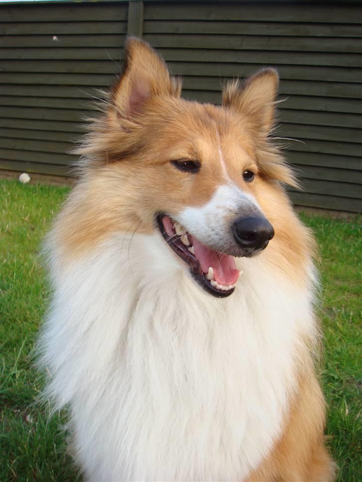 Shetland sheepdog mulle - NYE billeder! - Mulle billede 1