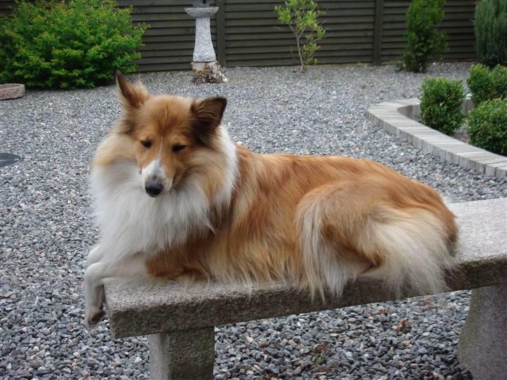Shetland sheepdog mulle - NYE billeder! - mulles bænk billede 2
