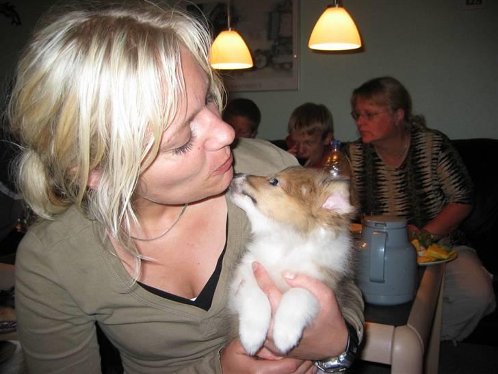 Shetland sheepdog mulle - NYE billeder! - kærlighed v første blik :-) billede 3