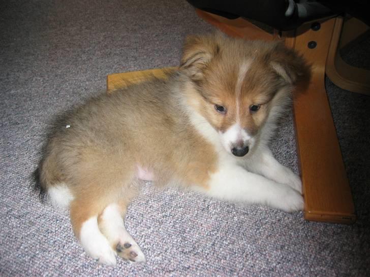 Shetland sheepdog mulle - NYE billeder! - mini-mulle billede 4