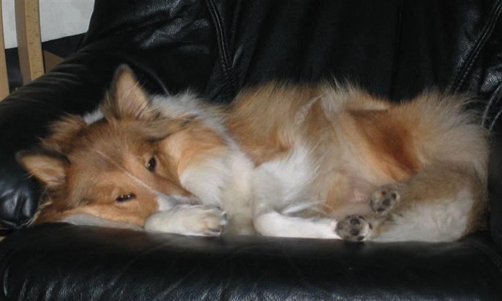 Shetland sheepdog mulle - NYE billeder! billede 5