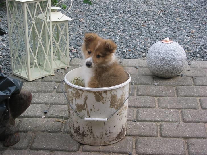 Shetland sheepdog mulle - NYE billeder! - mulle i en spand m ukrudt, hun hoppede selv derop hele tiden :) billede 6