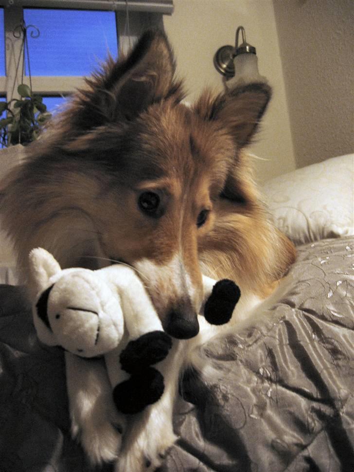 Shetland sheepdog mulle - NYE billeder! billede 7