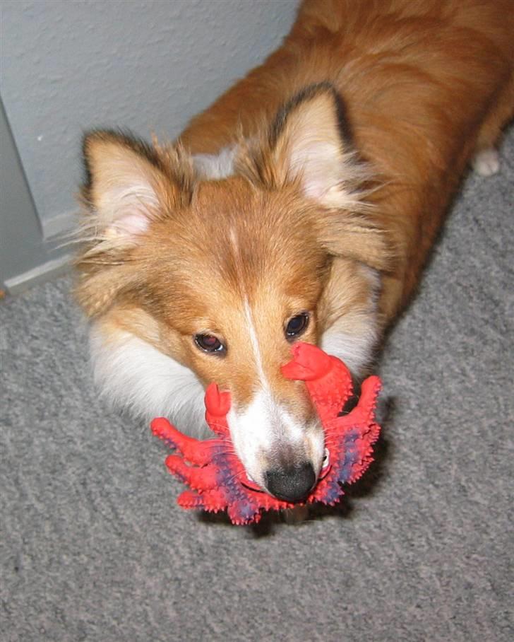 Shetland sheepdog mulle - NYE billeder! - krebsemulle billede 8