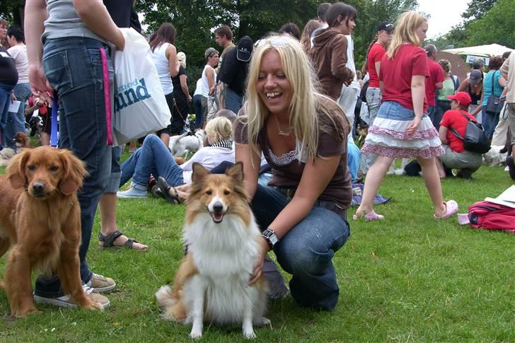 Shetland sheepdog mulle - NYE billeder! - til dk´s sødeste hund i aalborg billede 9