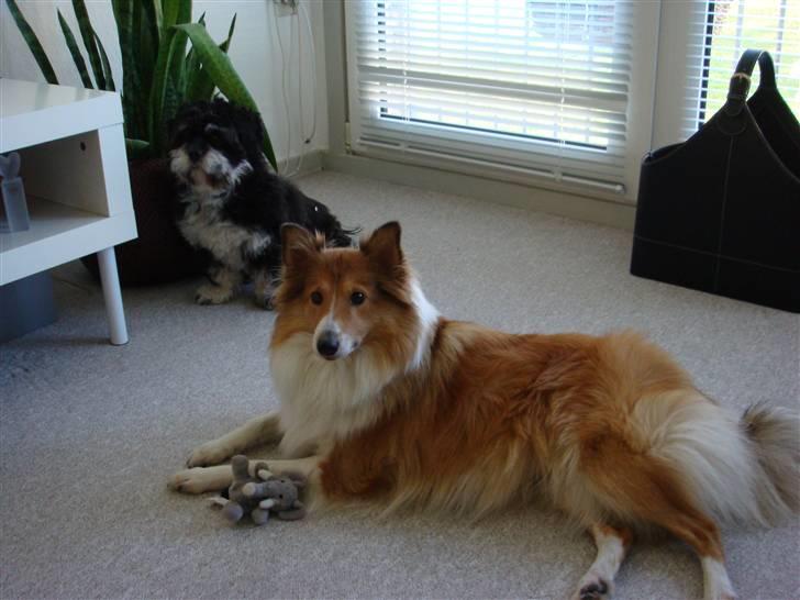 Shetland sheepdog mulle - NYE billeder! - Mulle og ciff billede 10