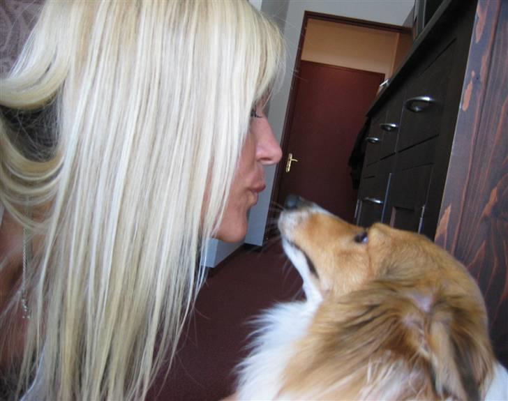 Shetland sheepdog mulle - NYE billeder! - MØS billede 11