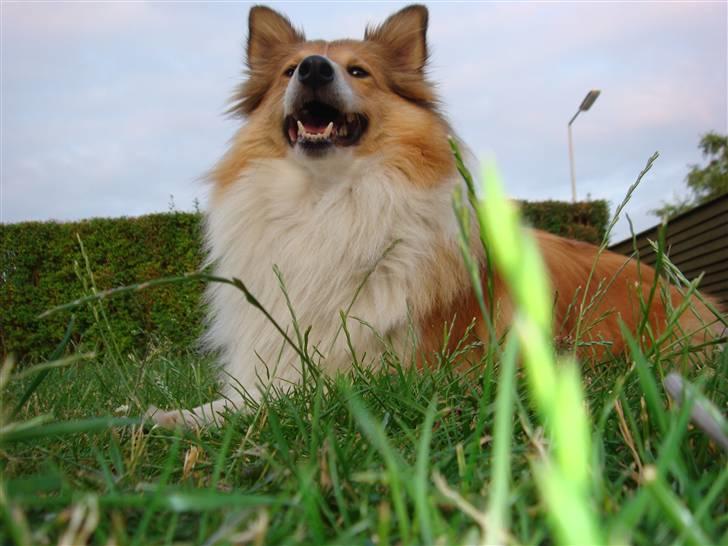 Shetland sheepdog mulle - NYE billeder! billede 12