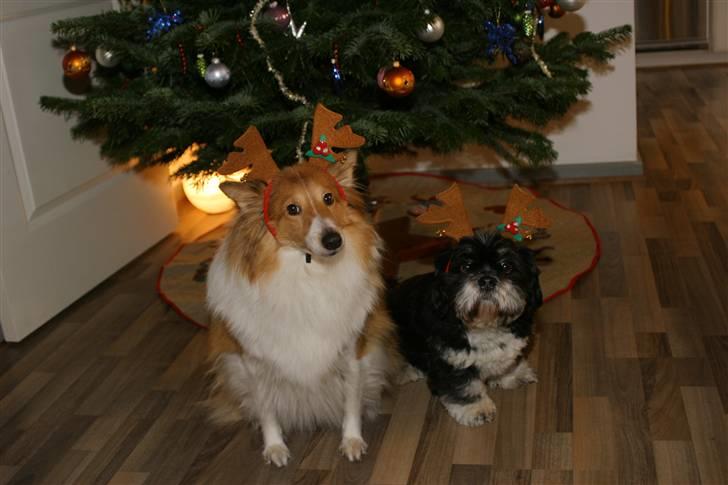 Shetland sheepdog mulle - NYE billeder! - Julehunde :) billede 13