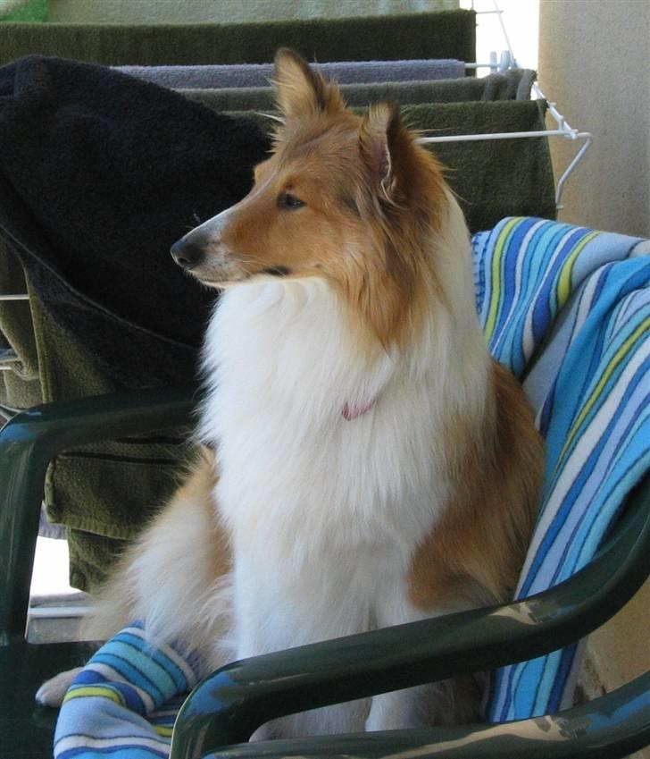 Shetland sheepdog mulle - NYE billeder! - næsten kongelig ;-) billede 14