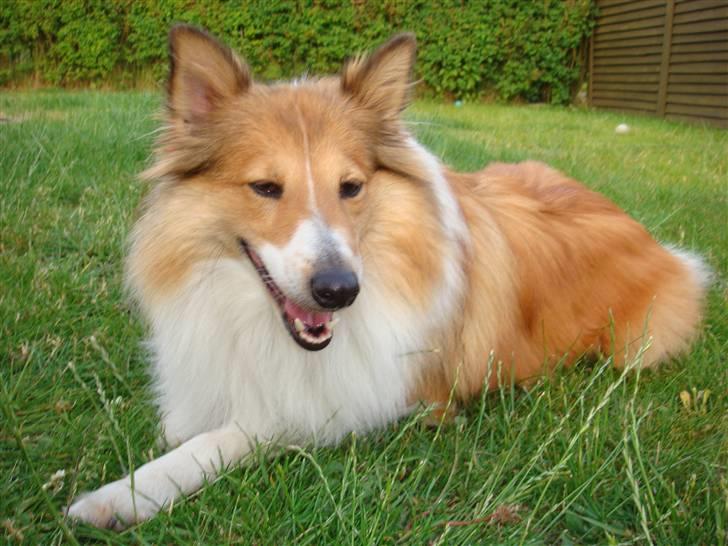 Shetland sheepdog mulle - NYE billeder! billede 15