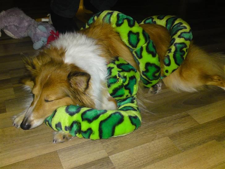 Shetland sheepdog mulle - NYE billeder! - slangetæmmer billede 16