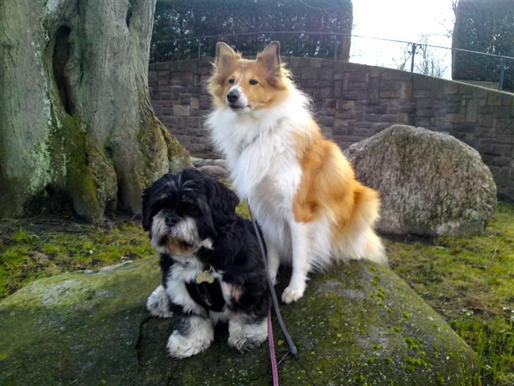 Shetland sheepdog mulle - NYE billeder! - i parken billede 17