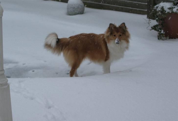 Shetland sheepdog mulle - NYE billeder! - æælsker sneen billede 18