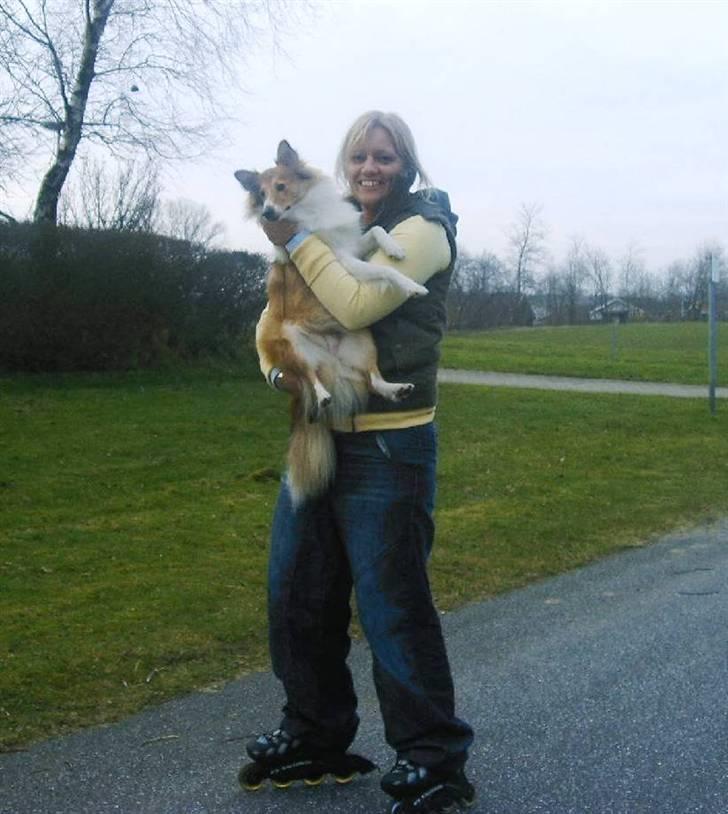 Shetland sheepdog mulle - NYE billeder! billede 19