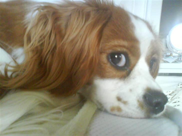 Cavalier king charles spaniel Maggie billede 18