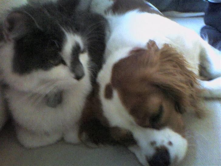 Cavalier king charles spaniel Maggie billede 19