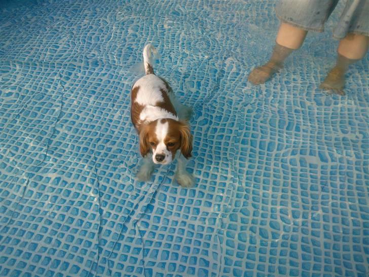 Cavalier king charles spaniel Maggie billede 20