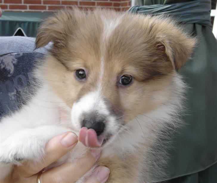 Shetland sheepdog mulle - NYE billeder! - laban ;) billede 20