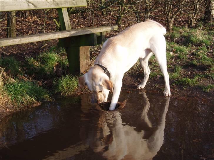 Blanding af racer Siku - Hehe se, jeg kan lave huller i vandpytten.. billede 19