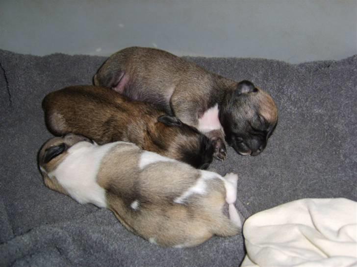 Chihuahua Romeo - Her er jeg sammen med min søster og bror... (Det er min som ligger øverst) billede 6