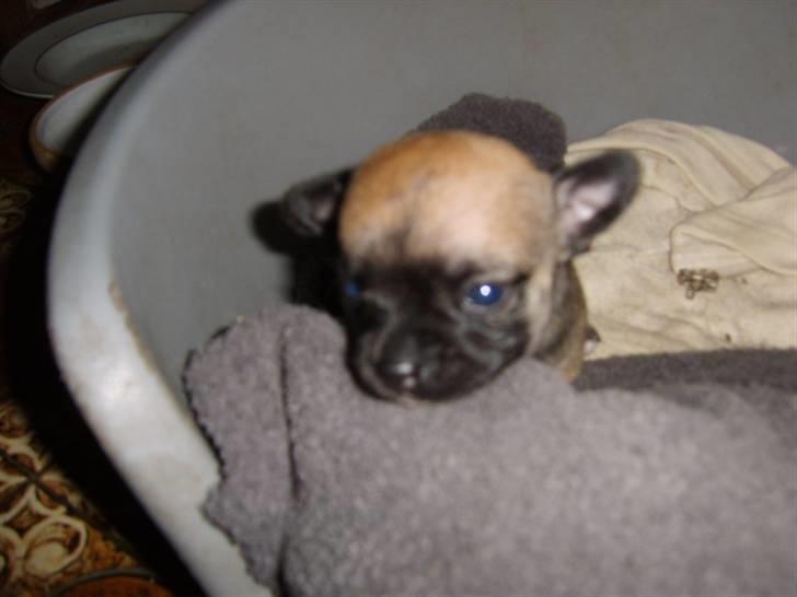 Chihuahua Romeo - Hvor er verden bare stor !! (få dage gammel) billede 7