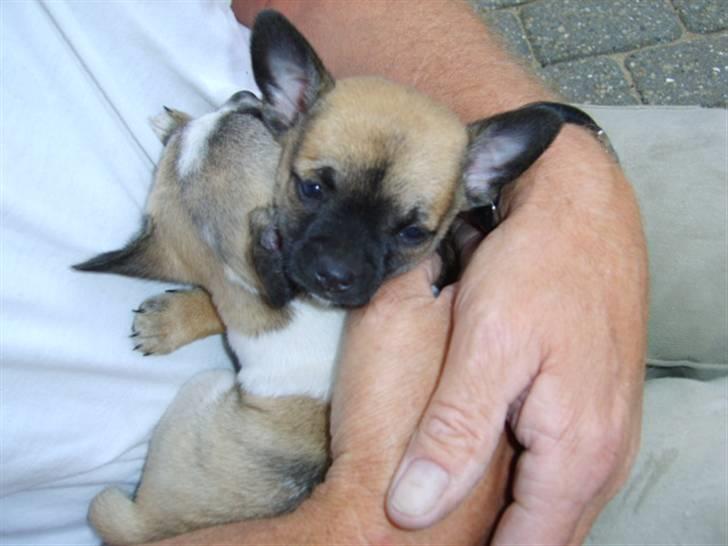 Chihuahua Romeo - Her er jeg sammen med min søster !! billede 8