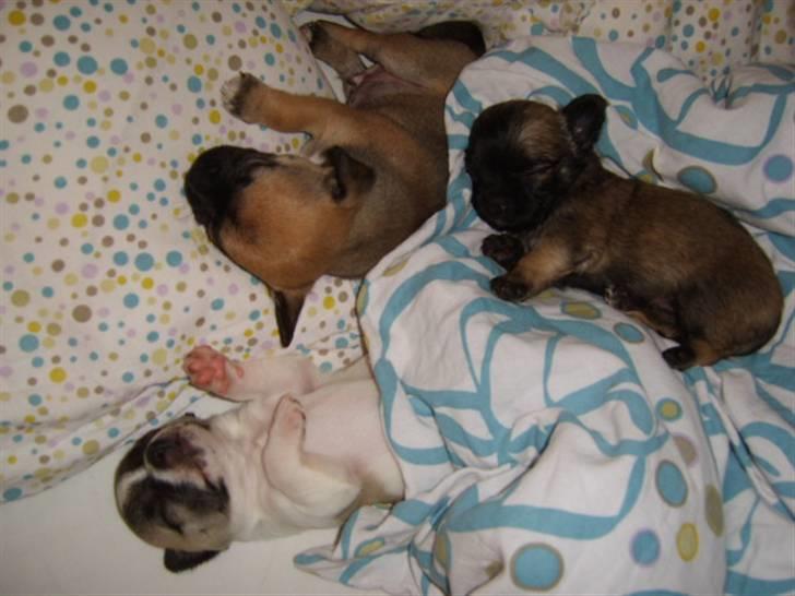 Chihuahua Romeo - Ihh hvor vi bare elsker at sove længe !! billede 9