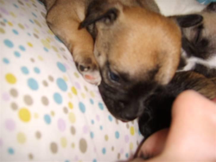 Chihuahua Romeo - 1,2,3,4 hold da op hvor er der mange prikker !! billede 10