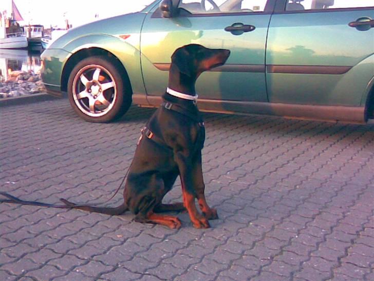 Dobermann Torontos Xenta *R.I.P.* - Kan sidde så flot! :-) billede 8