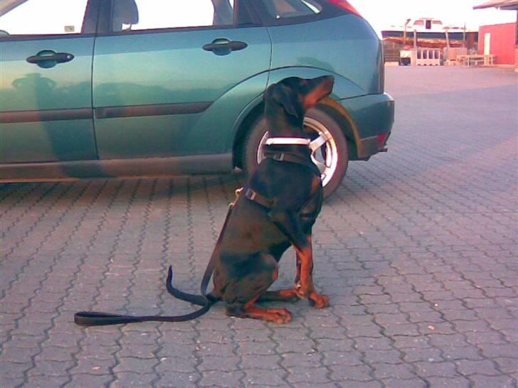 Dobermann Torontos Xenta *R.I.P.* - Igen er jeg dygtig og sidder flot!  billede 9