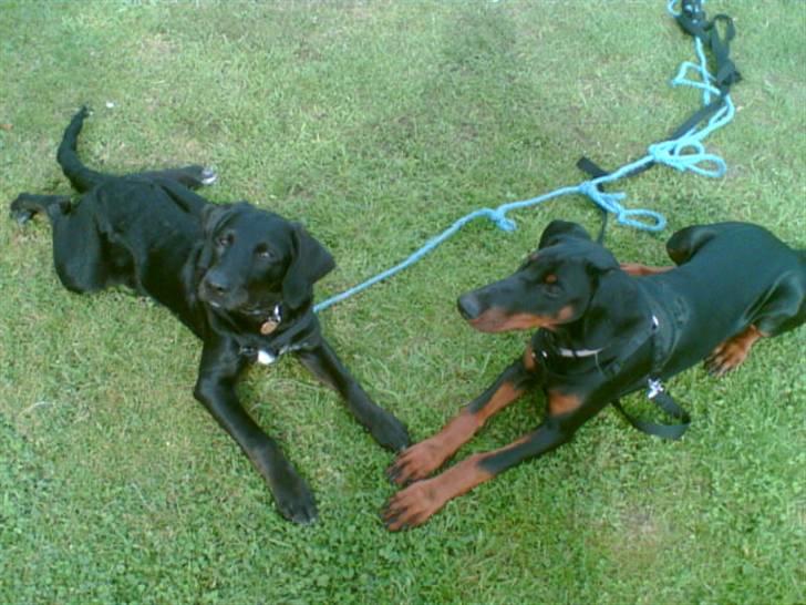 Dobermann Torontos Xenta *R.I.P.* - Mig og min bedste ven (kæreste ;-P ) Samson. Vi plejer at lege helt vildt, men det var  varmt, så vi tog en slapper :-) billede 10
