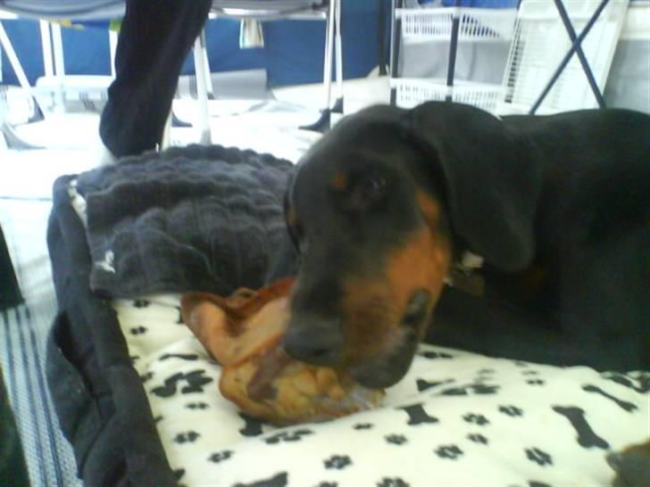 Dobermann Torontos Xenta *R.I.P.* - MUMS det godt at være på sommerferie :-) Det griseøre smagte super lækkert!!  billede 11