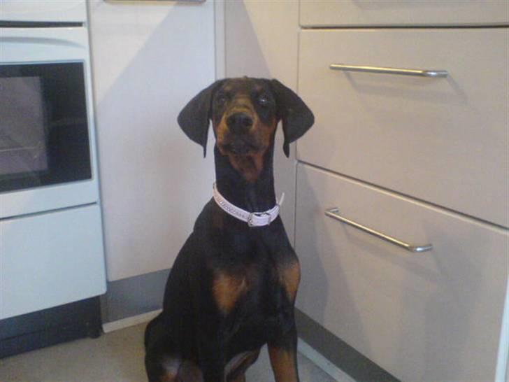 Dobermann Torontos Xenta *R.I.P.* - Jaa, jeg er en stor flot tøs ;-) billede 12