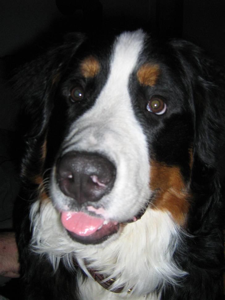 Berner sennenhund Anton - Er jeg ikke Dejlig:-) billede 1