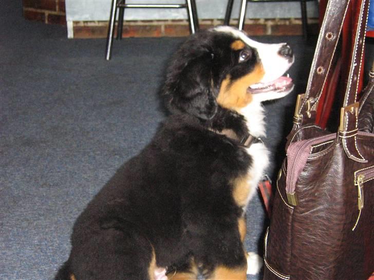 Berner sennenhund Anton billede 2