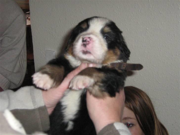 Berner sennenhund Anton - 4 uger gammel billede 3