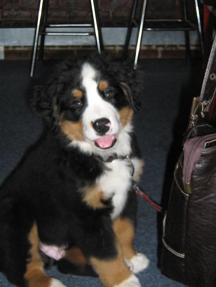 Berner sennenhund Anton - Rigtig fotogen:-) billede 4