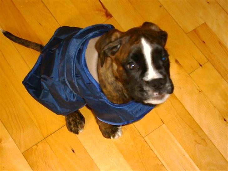 Boxer Boxon Brown Camille R.I.P - Camille med sit nye dækken billede 3