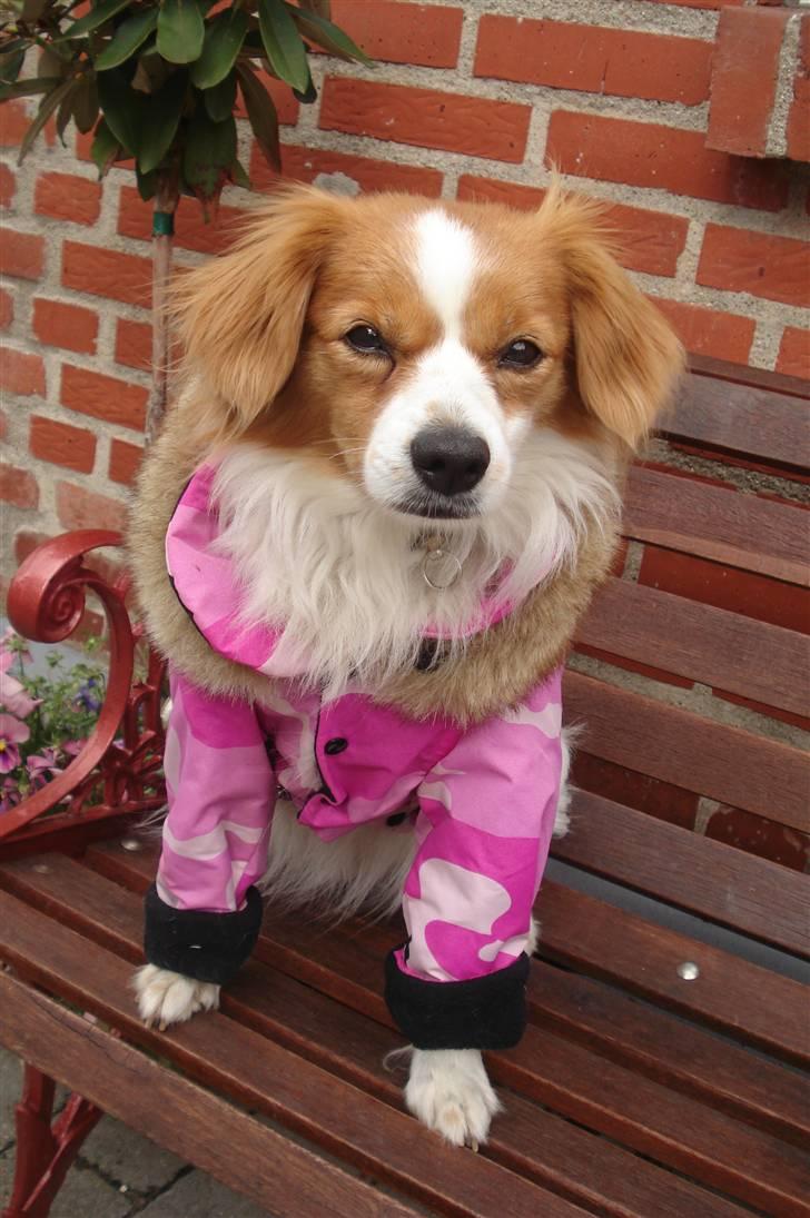 Blanding af racer R.I.P Lady billede 6