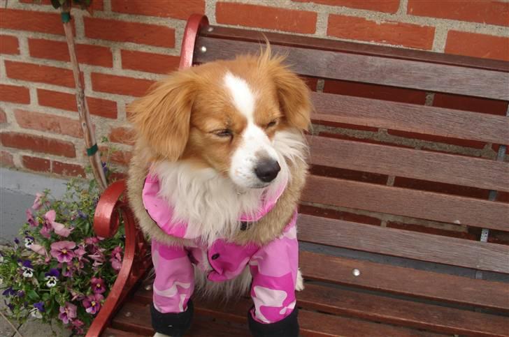 Blanding af racer R.I.P Lady billede 7