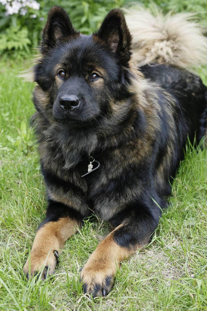 Eurasier Ankerstjernes C-Anouk - 16 Måneder billede 14