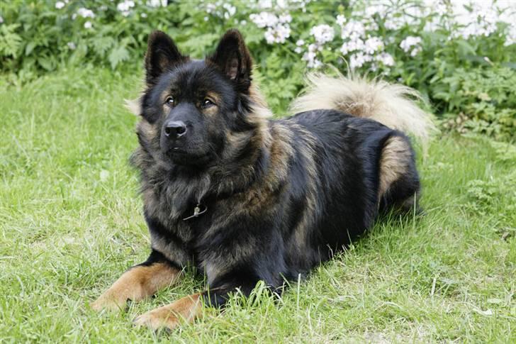 Eurasier Ankerstjernes C-Anouk - 16 Måneder billede 15