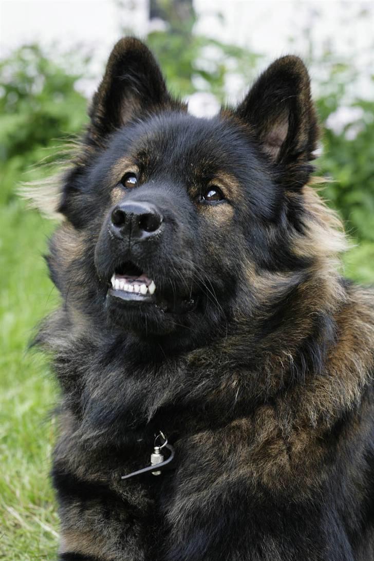 Eurasier Ankerstjernes C-Anouk - 16 Måneder billede 16