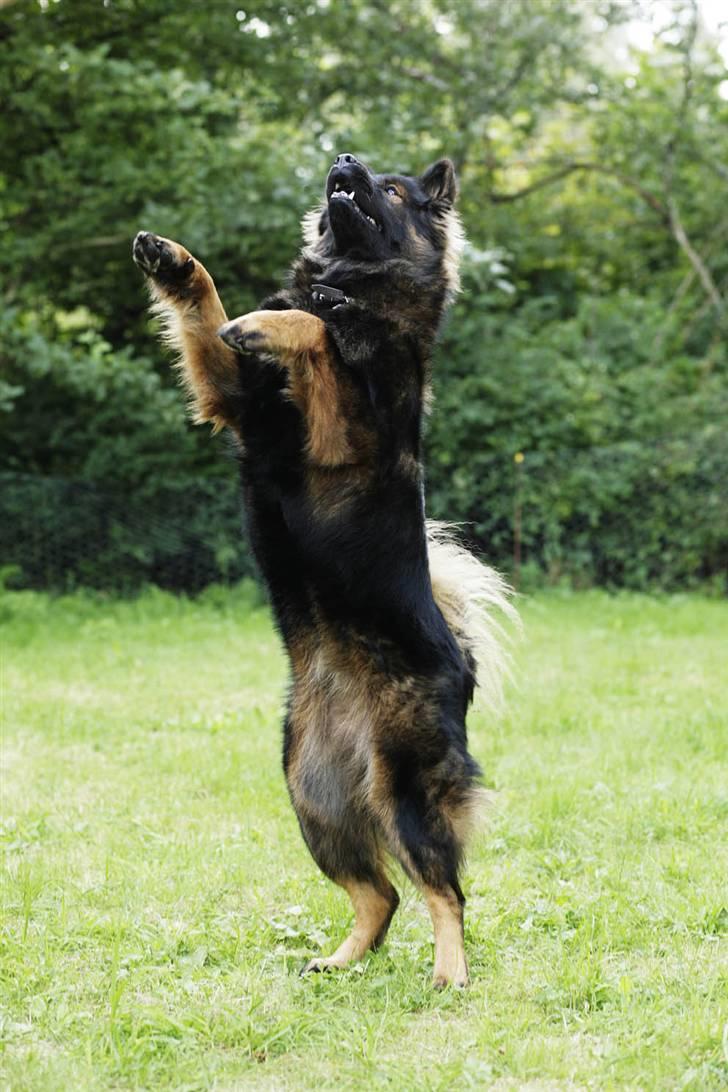 Eurasier Ankerstjernes C-Anouk - 16 Måneder billede 17