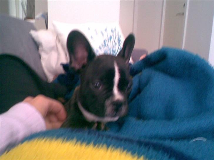 Blanding af racer mille billede 8