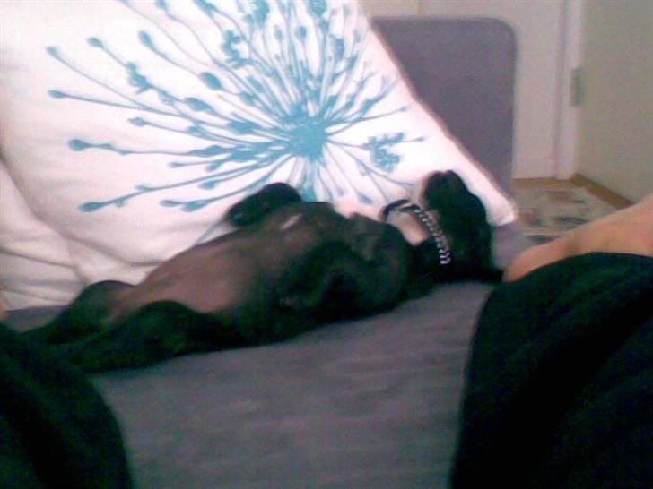 Blanding af racer mille billede 9