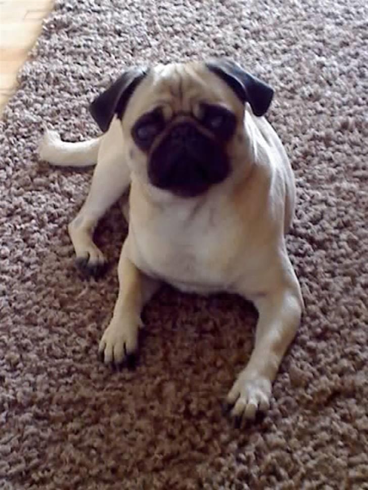 Mops Lajka - nyeste billede!!!  billede 15